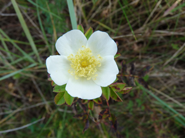 Petites fleurs solitaires roses ou blanches. Agrandir dans une nouvelle fenêtre (ou onglet)